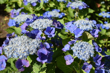 ブルースカイ（アジサイ）