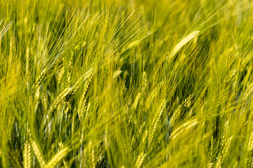 A young barley field in early spring, vibrant green and full of life. Delicate shoots sway in the breeze, marking the start of the agricultural season and the promise of a healthy harvest.