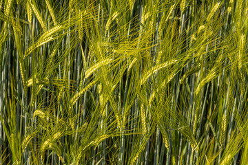 A young barley field in early spring, vibrant green and full of life. Delicate shoots sway in the breeze, marking the start of the agricultural season and the promise of a healthy harvest.