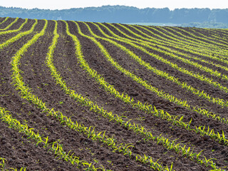 Golden wheat fields in early spring stretch across the landscape under a clear blue sky,...