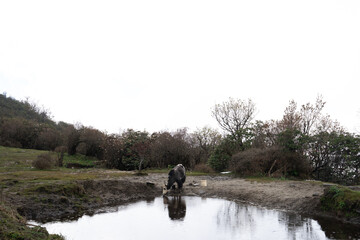 Fototapete bei efototapeten.de bestellen   