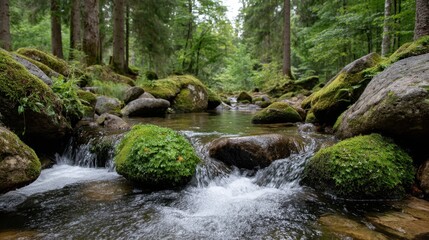 Obraz premium Serene forest stream flowing through mossy rocks in lush woodland