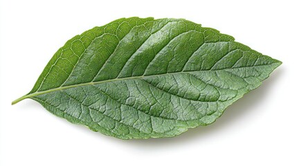 Obraz premium Vibrant Green Leaf Close-Up