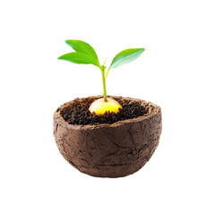 New Life Sprouting from the Earth A Seedling in a Decomposed Pot