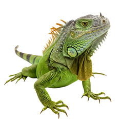 Fototapeta premium Striking Green Iguana Sitting Still Reptilian Pet Wild Animal Tropical