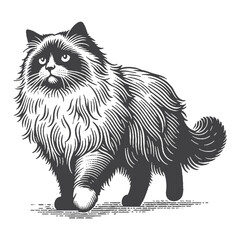Obraz premium Vintage Hand-Drawn Ragdoll Cat Walking Illustration – Graceful Feline Engraved Style Vector for T-Shirts, Posters, Stickers, and Pet Lover Apparel