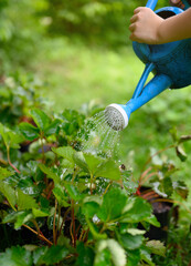 Close-up of child hands child watering strawberry plants in his organic garden at home with blue watering can, Way of life with nature, Eco-friendly living, Childhood learning © Ohayo