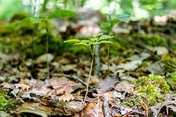 Young tree saplings sprout from the forest floor, bathed in soft spring sunlight. Surrounded by fresh greenery, they symbolize new life and the quiet renewal of the woodland.