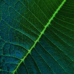 green leaf background or Close-up view of a leaf's intricate venation. Kampung Manir,Terengganu,Malaysia-5.5.2025
