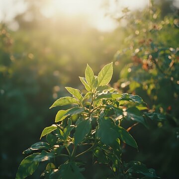 The image shows a close-up of a plant with green leaves, partially illuminated by sunlight, with a blurred background that suggests a garden or field.