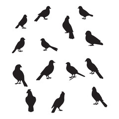 Bird silhouettes in various poses on a plain background. Silhouette illustrations of different avian species in profile views.