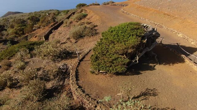 Weathered sabina tree bending against strong winds, showcase of nature's resilience in volcanic landscape of el sabinar on El Hierro island, canary islands, spain
