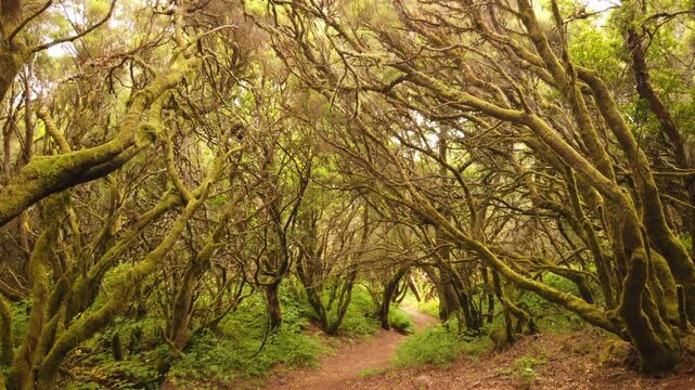 Moss covered trees create a captivating canopy over a winding path in El Hierro, canary islands