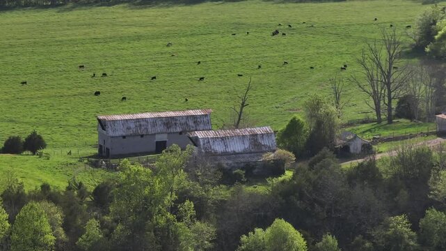 Black cows grazing on grass field during sunny day in America. Rusty old stable and barn on american farm. Aerial wide shot.