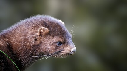 Rare European Mink in the Wild – Endangered Mustelid Close-Up