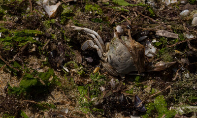 Liocarcinus depurator (Portunus plicatus), sometimes called the harbour crab, or sandy swimming crab. The fauna of the Black Sea. Dead animals.
