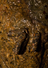 The caddisflies (order Trichoptera). Pupae. Larva with portable case of rock fragments.