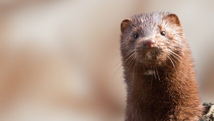 Rare European Mink in the Wild – Endangered Mustelid Close-Up