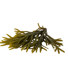 Obraz premium Exploring the Unique Texture and Appearance of Seaweed