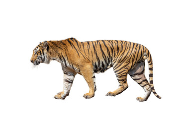 White Bengal tiger, a majestic wild feline predator with distinctive stripes, isolated on a white background