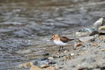 seagull on the beach