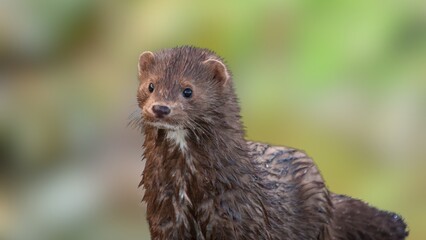 Rare European Mink in the Wild – Endangered Mustelid Close-Up