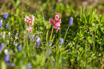 The first spring flowers of muscari and pink hyacinths grow among the green grass