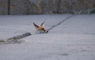 Red fox in an urban environment