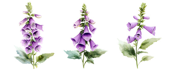 Purple foxglove flowers watercolor illustration isolated on transparent background, delicate floral art, botanical design, garden spring bloom, decorative natural flower element