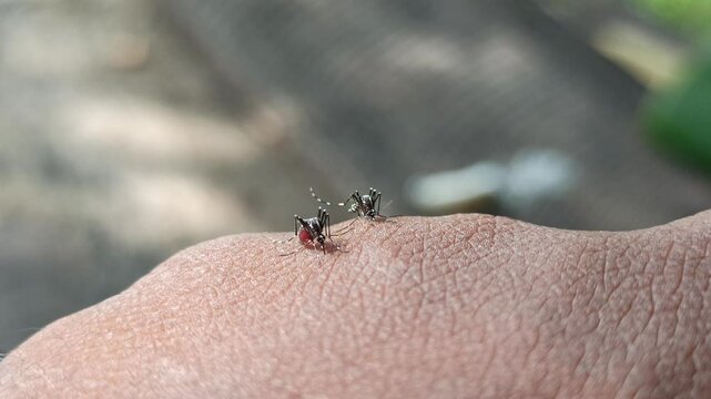 A mosquito lands silently on a hand, piercing the skin as it draws blood in a brief but irritating moment