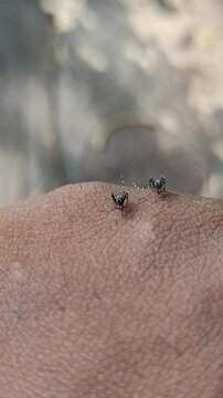 A mosquito lands silently on a hand, piercing the skin as it draws blood in a brief but irritating moment