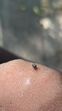 A mosquito lands silently on a hand, piercing the skin as it draws blood in a brief but irritating moment