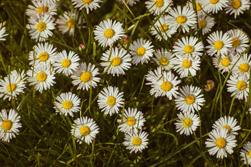 Fototapeta premium Bunch of white common daisy flowers growing among the grass