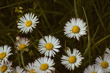 Obraz premium Bunch of white common daisy flowers growing among the grass