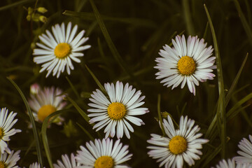 Bunch of white common daisy flowers growing among the grass