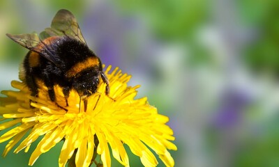 American Bumblebee on Flower – Close-Up Insect Photography