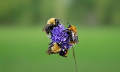 American Bumblebee on Flower – Close-Up Insect Photography
