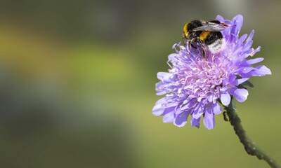 American Bumblebee on Flower – Close-Up Insect Photography