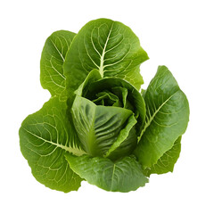 Obraz premium Crisp Lettuce Grows Beautifully in the Garden, a Fresh and Vibrant Vegetable