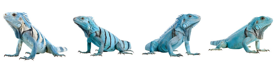 Obraz premium Group of captivating turquoise iguanas in natural poses