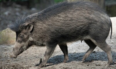Bawean Warty Pigs in Natural Habitat – Wildlife Photography
