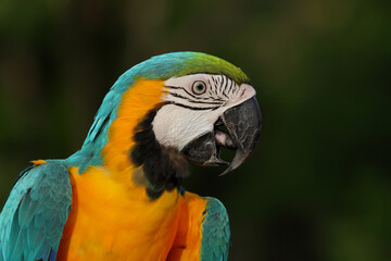 Colorful Macaw parrot on green nature background.