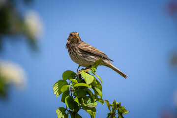 A male corn bunting sits on top of green bush