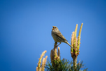 A male corn bunting is chirping on top of pine tree