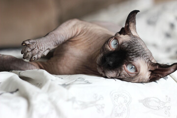 Hairless Sphynx cat  lies in bed