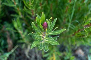 Pink protea plant in a green field