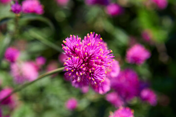 Close-up view of  pink flower blooming on field