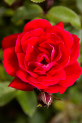 Red rose blooming in garden with closed bud below