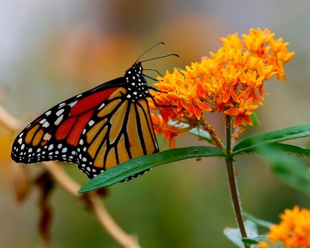 Monarch butterfly feeding on bright orange flower in summer garden
