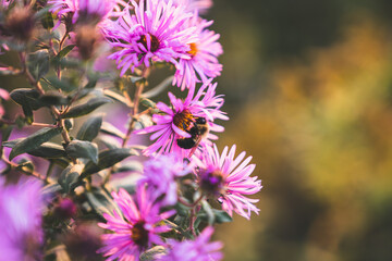 Bee on Purple Flower in Mid-Pollination